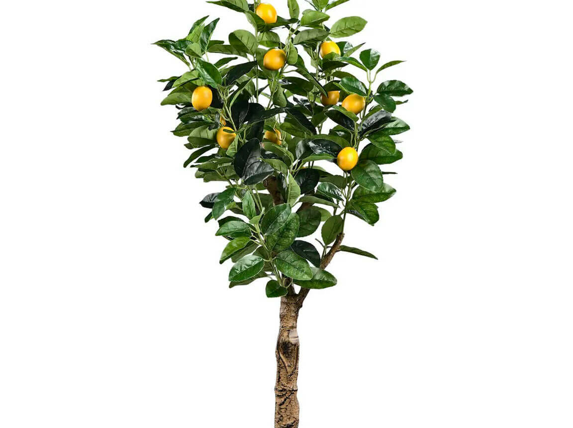 Udlejning / leje af kunstigt citrontræ med små citronfrugter. Lejepris pr. dag kr. 95,-