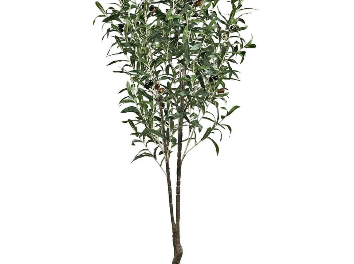 Udlejning / leje af kunstigt oliventræ med små olivenfrugter. Lejepris pr. dag kr. 95,-